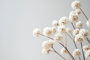 Light beige dried flowers against a light gray background