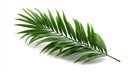 Lush Green Palm Leaf Isolated on White Background for Tropical and Nature Themes