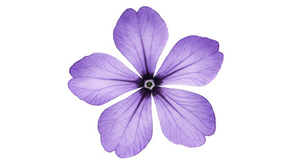 Obraz premium Purple flower macro closeup