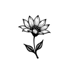 Detailed floral illustration: Single bloom with intricate line work and shading