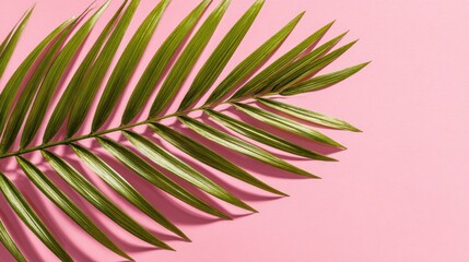 Fototapeta premium Green Palm Leaf on Pink Background for Nature, Decoration, and Design Concepts