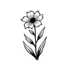 Elegant botanical drawing of a wildflower with detailed line work illustration