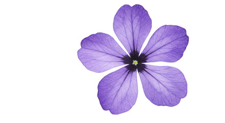Obraz premium Single purple flower closeup