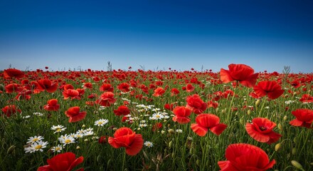 Obraz premium Vibrant Poppy Field Under Blue Sky - A stunning field of red poppies blossoms under a clear blue sky, interspersed with white daisies. Nature's beauty in full bloom