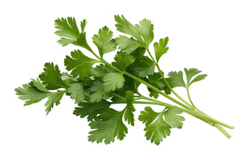 A bunch of fresh green parsley with detailed leaves and stems isolated on a black background plain view on transparent background