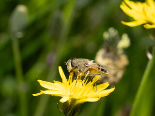 Eristalis tenax