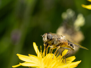 Eristalis tenax