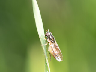 Mosca sírfida, de los géneros Melanostoma