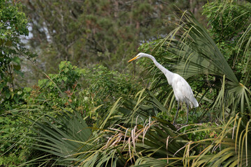 Great Egret perched in tree, extending neck to look downward.