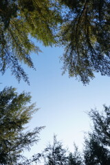 Serene View of Clear Sky Framed by Lush Green Tree Tops in a Tranquil Nature Setting