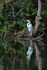 Great Egret perched in front of a tree, with reflection in water.