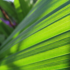 日本でシランが紫色の花を咲かせています