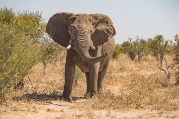 Obraz premium elephants in the savannah