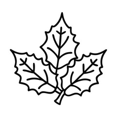 holly leaves icon, holly leaves vector illustration-simple illustration of holly leaves, perfect for holly leaves logos and icons