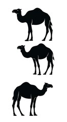 Fototapeta premium Desert Shadows: A Camel Trio