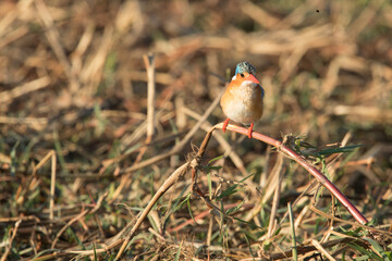 female cardinal on a branch