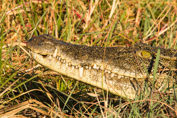 alligator in the grass
