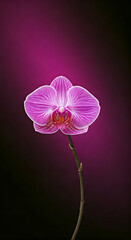 DarkOrchid_color_background