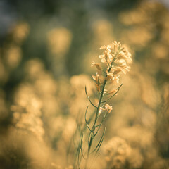 Close-Up of Rapeseed Flower with Blurred Yellow Blooming Field in the Background