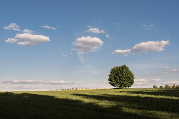 Lone Tree Standing in a Meadow During a Picturesque Spring Evening in Czech Countryside