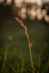 Close-Up of Sorrel Leaf in the Setting Sun