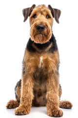 A regal Airedale Terrier sits poised, its intelligent gaze fixed directly on the viewer. The dog's distinctive, wiry coat and alert posture convey a sense of confidence and charm.