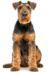 A majestic Airedale Terrier, exudes an air of regal composure, its expressive eyes meet the viewer with unwavering focus, and its meticulously groomed coat hints at a life of pampered luxury. 