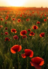 Fototapeta premium Red Poppy Field Sunset