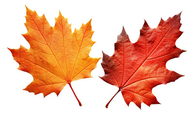 Obraz premium Two Bright Colorful Autumn Canadian Oak Leaves Close-up on transparent background