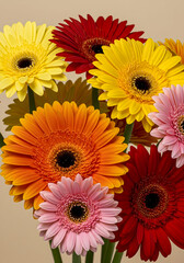Vibrant Gerbera Daisies Colorful Flowers Bouquet Spring Bloom Floral Arrangement Nature Photography