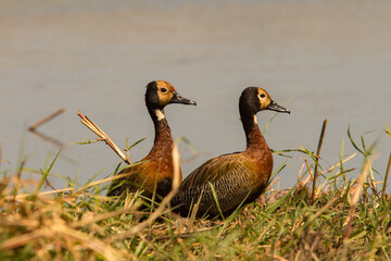 Obraz premium duck in the water