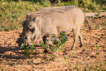 warthog in the wild