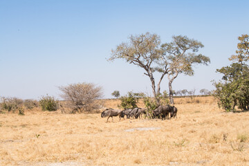 wildebeest in serengeti national park serengeti