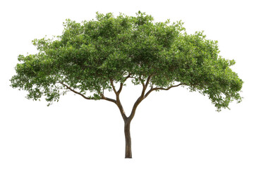 Obraz premium Green Tree stand tall and majestic on an island with Natural Beauty