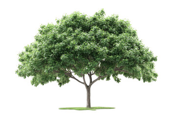 Green tree grows with leafy crown and adds Natural touch, Beautiful Scene.
