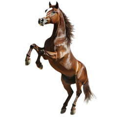 Horse Rearing Up on Hind Legs Against White Background