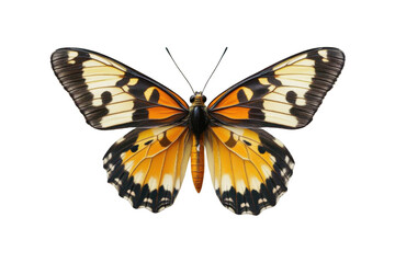 Obraz premium Beautiful Butterfly, Detailed wings, orange, yellow, black with dark background