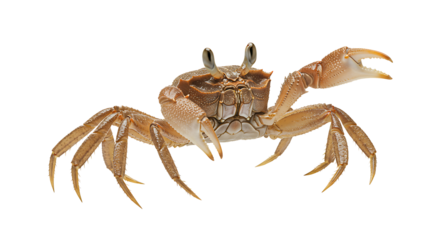 A detailed shot of a crab, isolated with a black background, showing its body and claws.