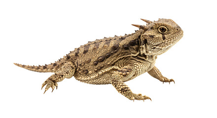 Naklejka premium Detailed studio shot of a tuatara, showcasing its textured skin and spiky, unique features.