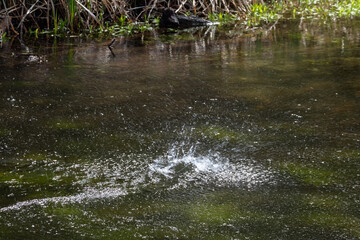 Small tornado of splashing water on a river