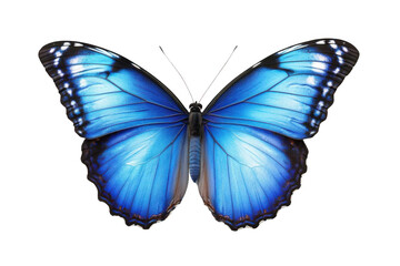 Obraz premium Beautiful Blue Butterfly Open Wings On Black Background, Aesthetic Theme