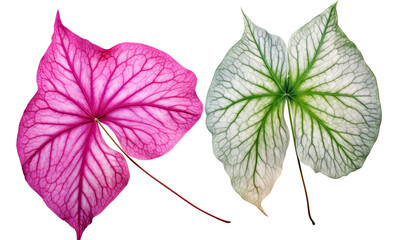 Obraz premium Pair of Ornamental Leaves from Ipomoea and Caladium Plants on white background