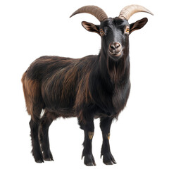 Realistic black and brown domestic goat with curved horns standing isolated on white background