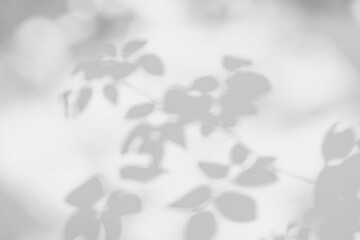 Rose leaf shadow. Shadows and light from sunlight of natural rose leaf tree branch plant , grey rose leaves shadow overlay effect for foliage mockup