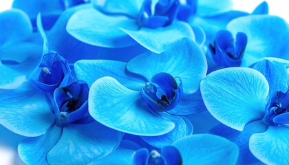 Blue Orchids Closeup Macro.