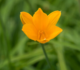 Beautiful close-up of hemerocallis middendorffii