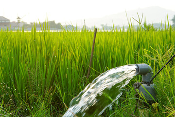 Irrigation of rice fields using pump wells with the technique of pumping water from the ground to...