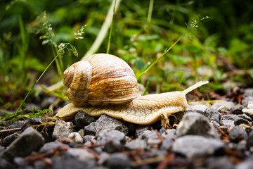 snail on a leaf