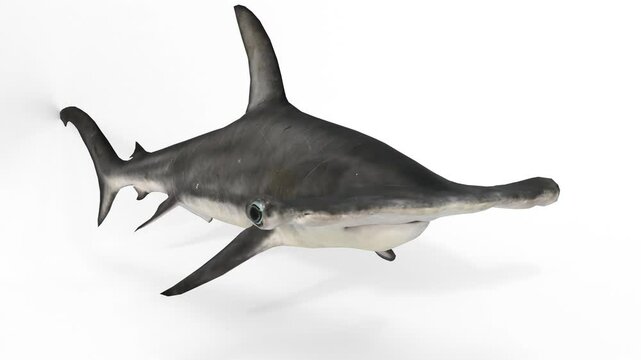 Hammerhead shark on white background