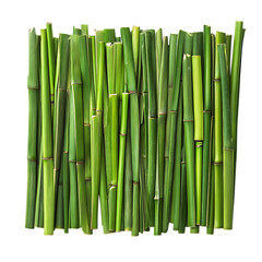Fototapeta premium Green bamboo stalks